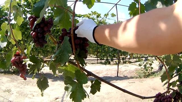 Супер сорт винограда, ультра раннего срока созревания, ПАМЯТИ УЧИТЕЛЯ / Виноградник АРТУРА смотреть онлайн