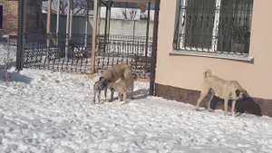 Кангал & Уиппет Из жизни питомника