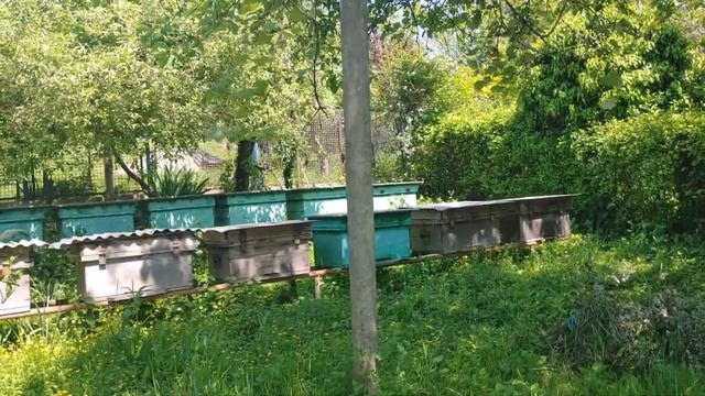 15 мая 2022 г. Абхазия, поездка к горы 2 ч. смотреть онлайн