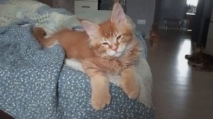 Рыжий котёнок мейн кун полидакт  😽😽😽