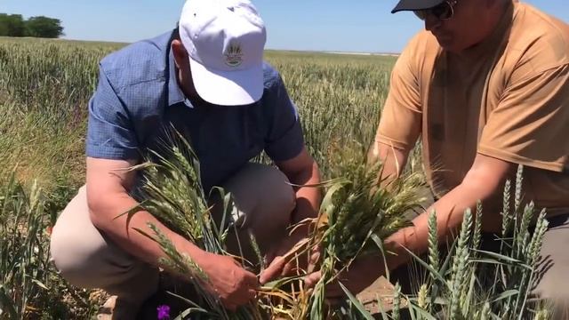 73 колоска из одного зерна пшеницы | Встреча с ноутильщиками смотреть онлайн