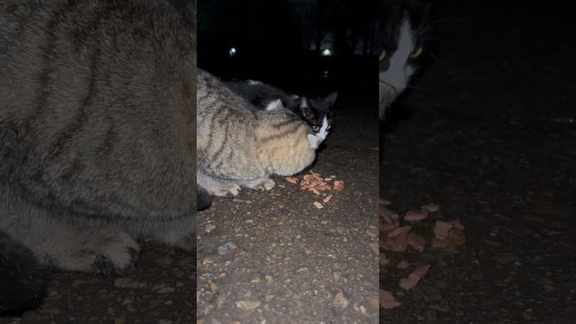 #животные #piano #собака #кошки #добро #мир #доброесердце #помощь #добрыедела#рек смотреть онлайн