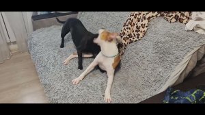 Инь-Янь Staffie vs AMstaff