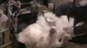 Индюки  Искусственное оплодотворение