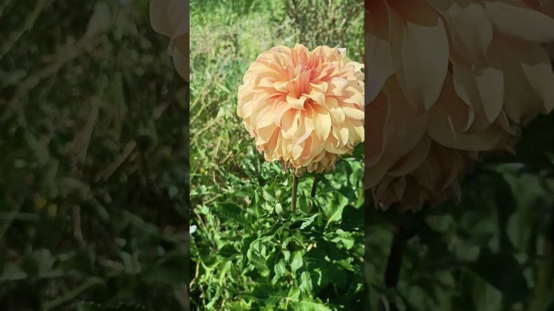 Крупноцветковый сорт георгины "Грейт Геркулес" с  диаметром цветоноса 20см . Георгины на даче.
