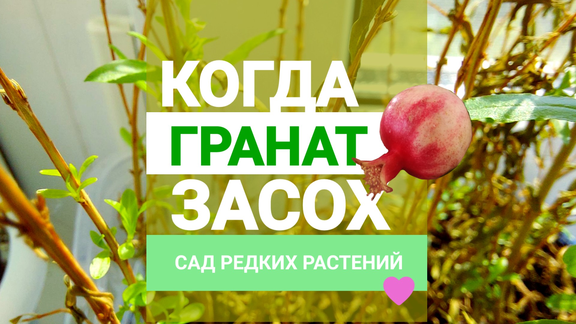 Когда гранат засох. Можно ли спасти комнатный гранат после пересушки?