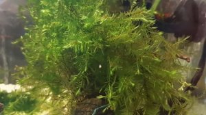 Ключевой мох. Фонтиналис.