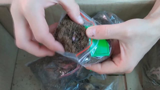 Работа с клубнями глоксиний смотреть онлайн