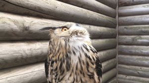 Филин Варя и филин Нафаня. А может это любовь?