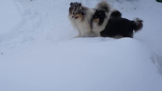 монсолана смотреть онлайн