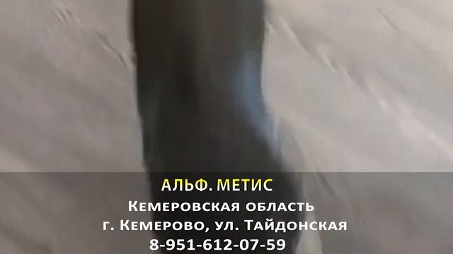 Пропала собака! АЛЬФ. Метис. Кемеровская область, г. Кемерово смотреть онлайн