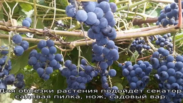 Виноград в Ленинградской области: посадка и уход смотреть онлайн