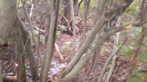 КУДА ПРОПАЛИ ЦЫПЛЯТА?!😢🦊🦊🦊СВИНЬЯ ЗАГУЛЯЛА, НО ХРЯКА НЕ ПОДПУСКАЕТ💔