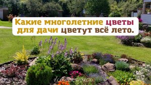 Какие многолетние цветы для дачи цветут всё лето.?