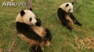 Giant Pandas Feeding On Bamboo