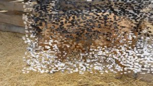 Разведение свиней породы мангал как бизнес идея | Свиньи породы мангал | Свиньи мангалы