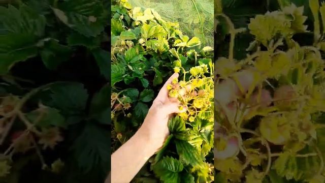 Земклуника Пенелопа? Суперягода