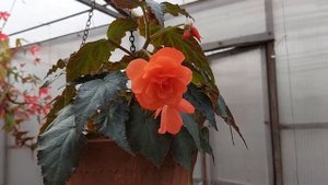 Америгибриды. Что удалось вырастить! Выращивание бегоний из семян. Часть 3.