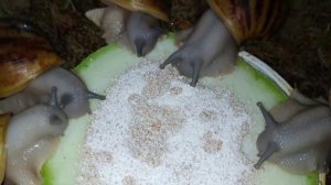 Сильверята остаточки. Обращайтесь)#архахатина#овум#овумсильвер#улиткидома#сильверы#ахатина