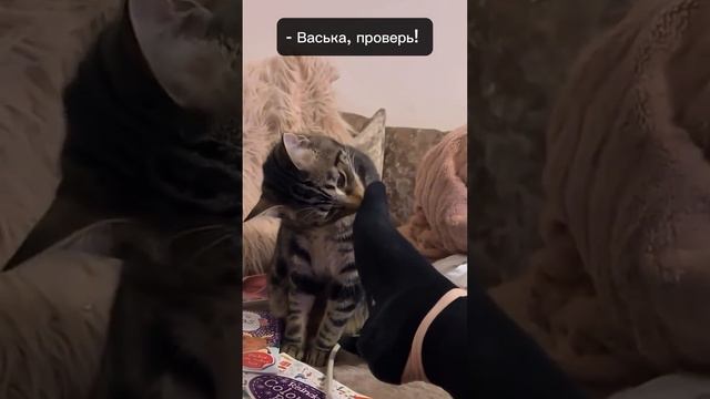 #смешноевидео #кот #муж