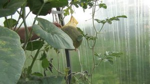 Первый арбуз Первая картошка