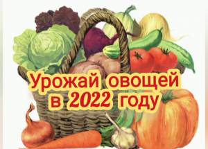 Наш урожай овощей в 2022 году
