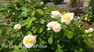 Английские розы в моем саду. Розы Дэвида Остина. David Austin roses