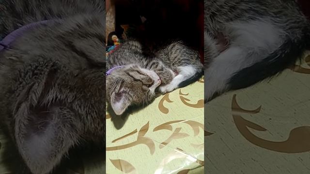 Котёнок спит, дёргается во сне, наверное что-то снится смотреть онлайн