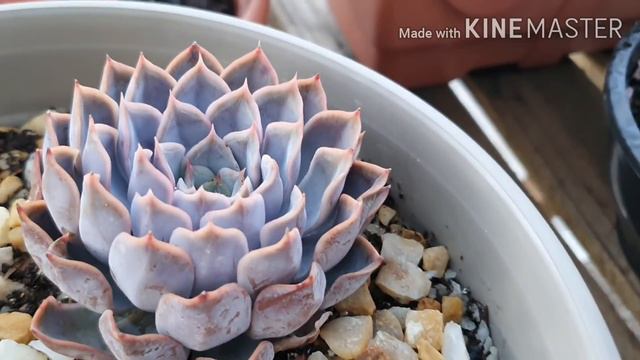 SUCULENTAS NO INVERNO смотреть онлайн