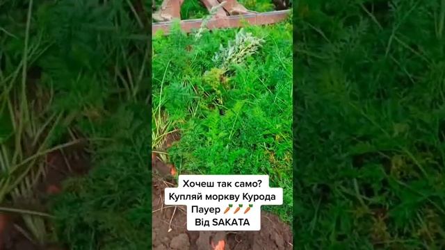 Хто хоче так само зібрати моркву? КУРОДА ПАУЕР ідеальний сорт з великими врожаями #агро #овочі