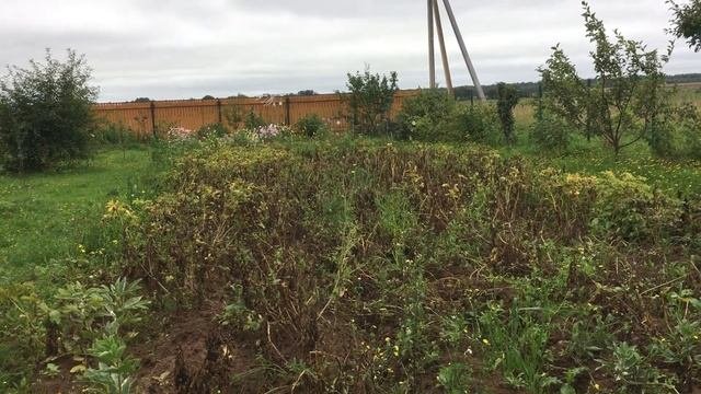 Картофель сорта Сынок, август 2019