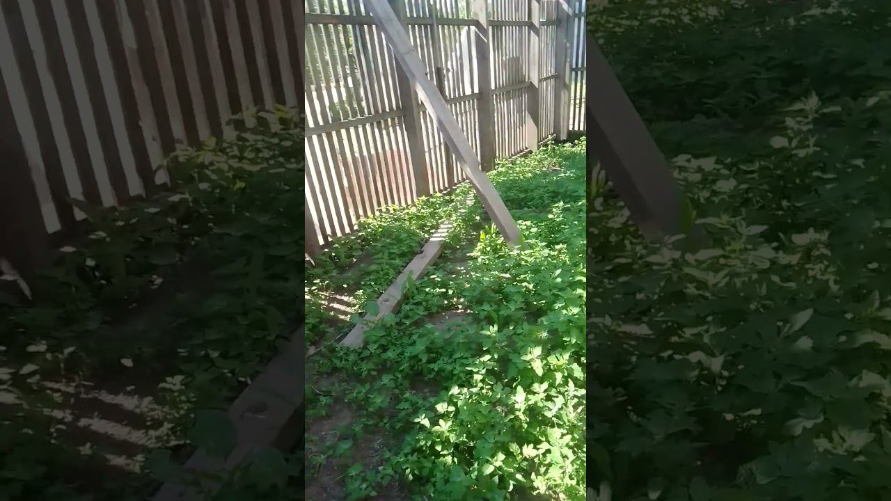 доступ к траве #дача #природноеземледелие #куры #хозяйство
