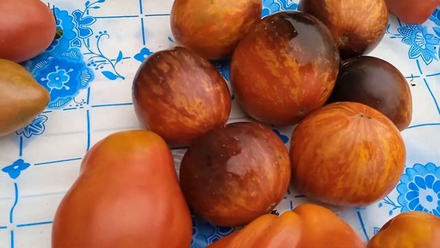 Урожайные экзотические сорта. Ибица Елены, Скифея, Беркли тай дай Пинк и еще обзор нескольких сорто