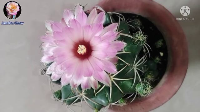 Cactus flower Coryphantha elephantidens Cactus care tips