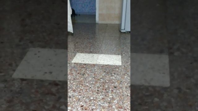 Кошачья дрессировка 2 смотреть онлайн