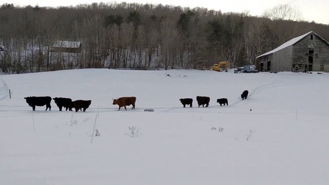 1994 Arctic Cat Panther 440 смотреть онлайн