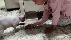 Канадские сфинксы . Лысые котята . Уже меньше играют,больше спят .