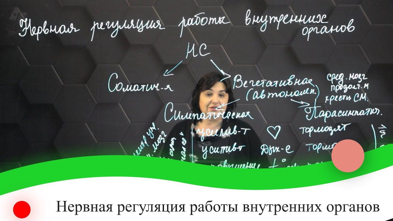 Нервная регуляция работы внутренних органов. 7 класс.