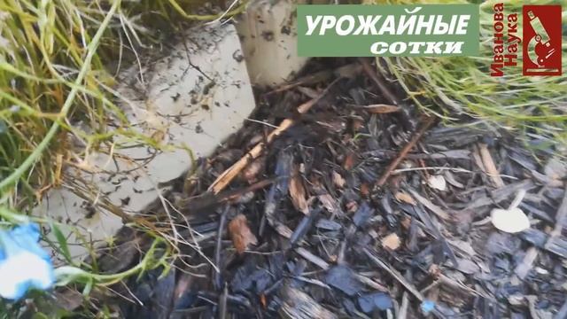 Слизни, белокрылка и блошки СОЖРУТ вас, если вы не сделаете ТАК.