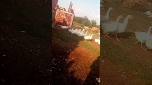 Как я пасу гусей
