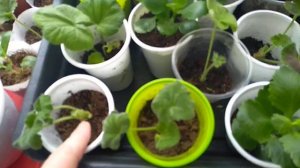 Уход за черенками Пеларгонии.