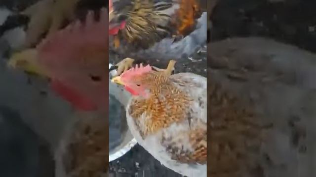 Молодые петушки чешский доминант смотреть онлайн