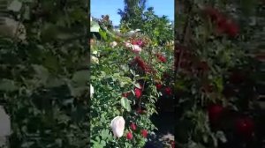 слепые побеги на розах.нужно ли их удалять?