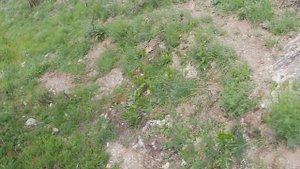 Трейл Кантрила