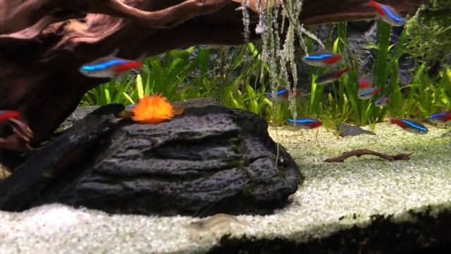 аквариум с анубиас смотреть онлайн