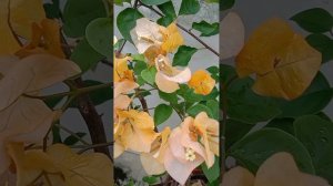 Bougainvillea Yellow Adarna. Big bracts.