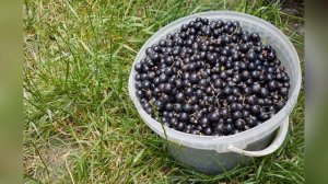 Смородина Атлант черная