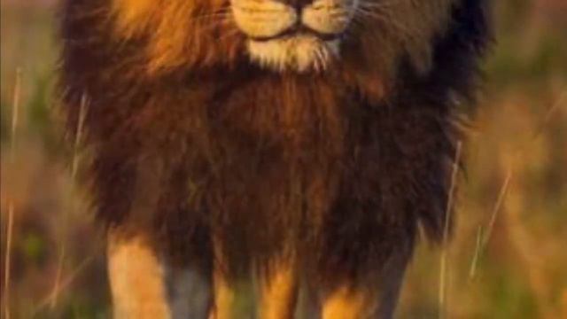 Учим животных смотреть онлайн