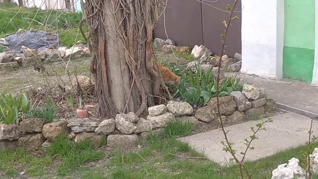 А вчера вот ещё что приключилось. Приключение Рыжика в зарослях лианы. смотреть онлайн