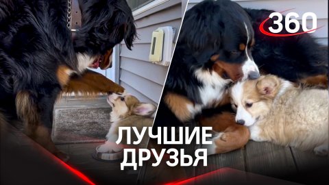 Собачья дружба: зенненхунд научил корги подавать лапу